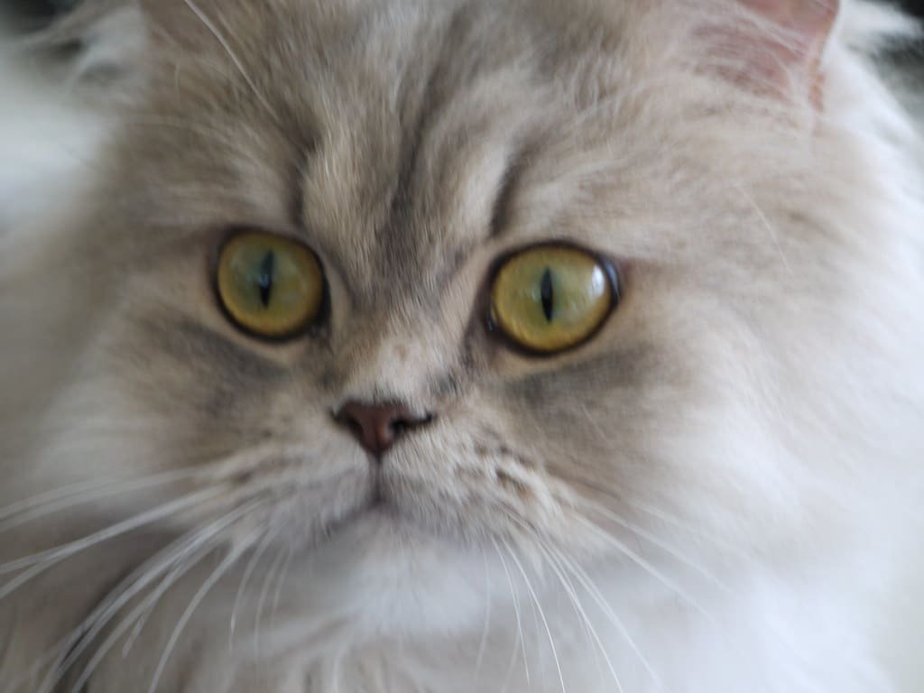 Un chat Persan