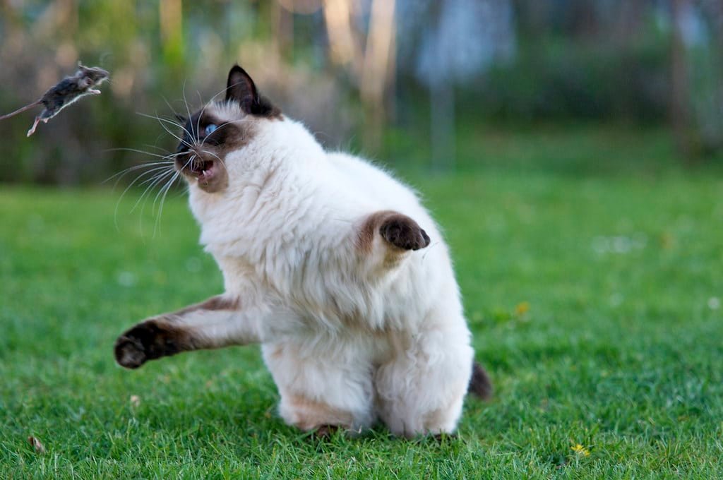 Ragdoll en plein jeu