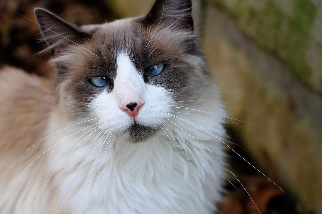 Un chat Ragdoll