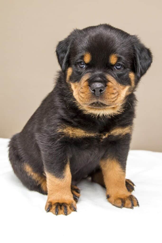 Chiot Rottweiler assis