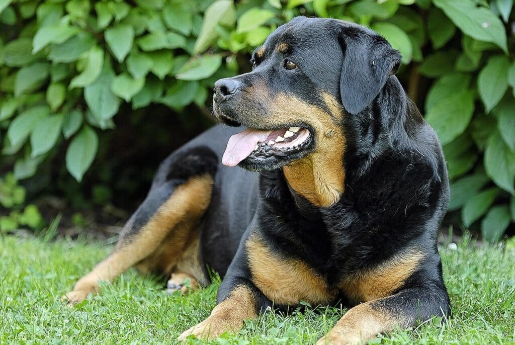 Rottweiler adulte couché dans l'herbe