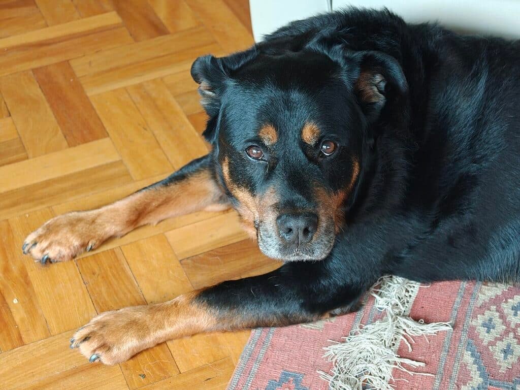 Rottweiler couché sur un parquet