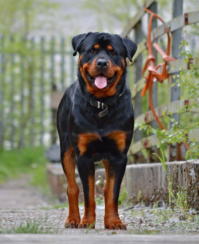 Rottweiler debout de face dans un jardin