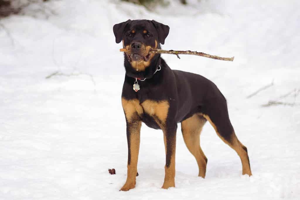 Rottweiler dans la neige avec un bâton dans la gueule