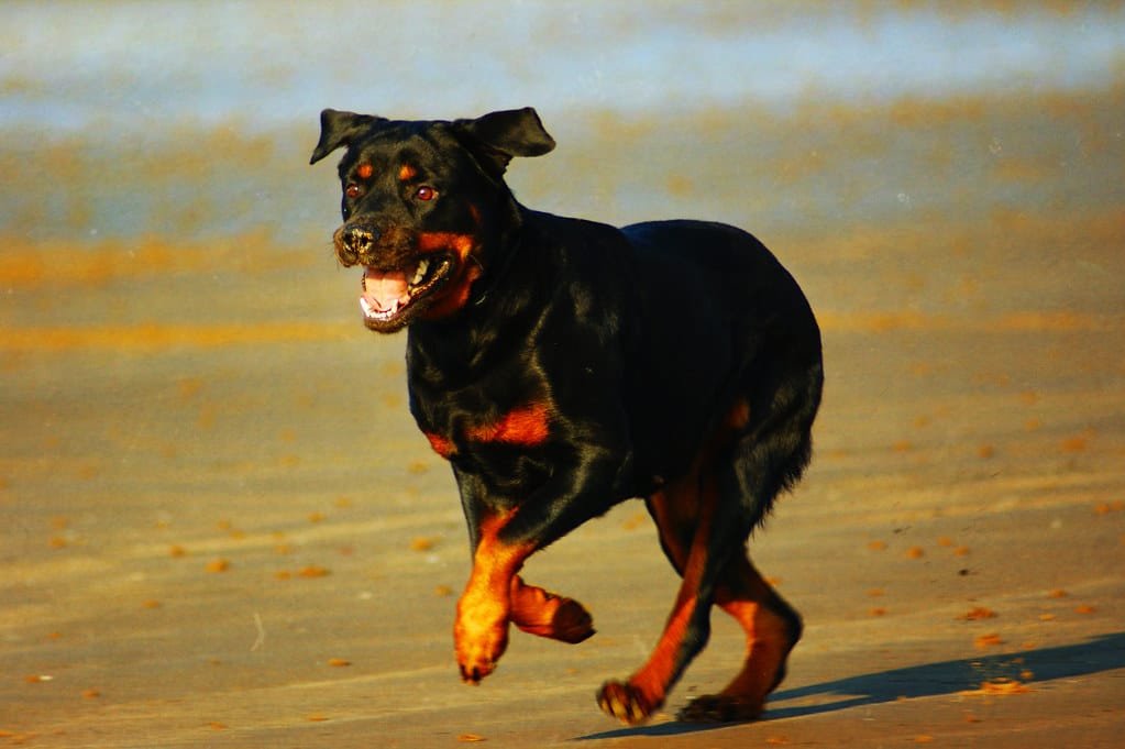 Rottweiler en action