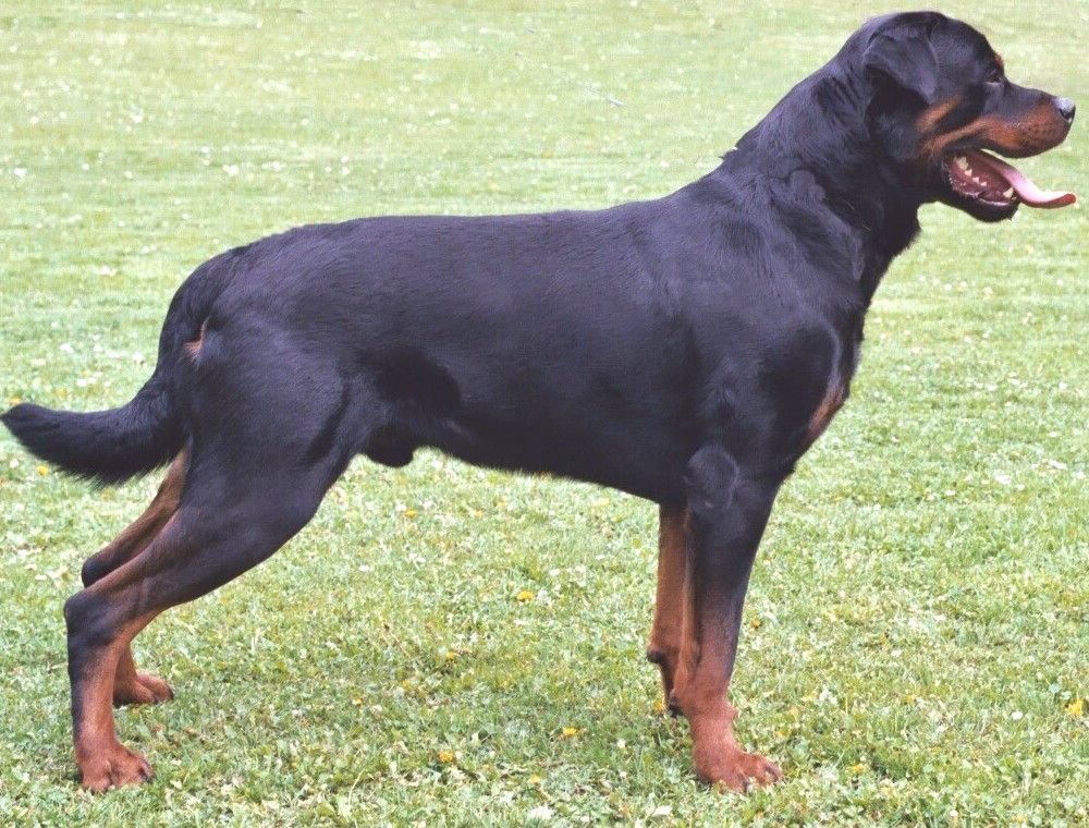 Un Rottweiler