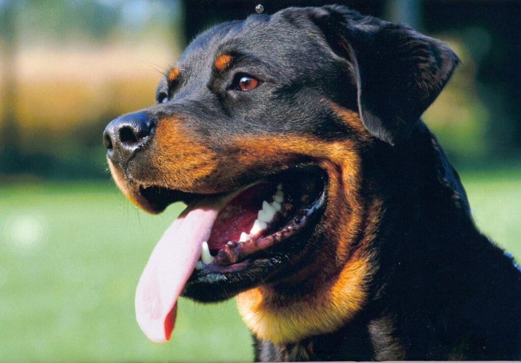 Un Rottweiler