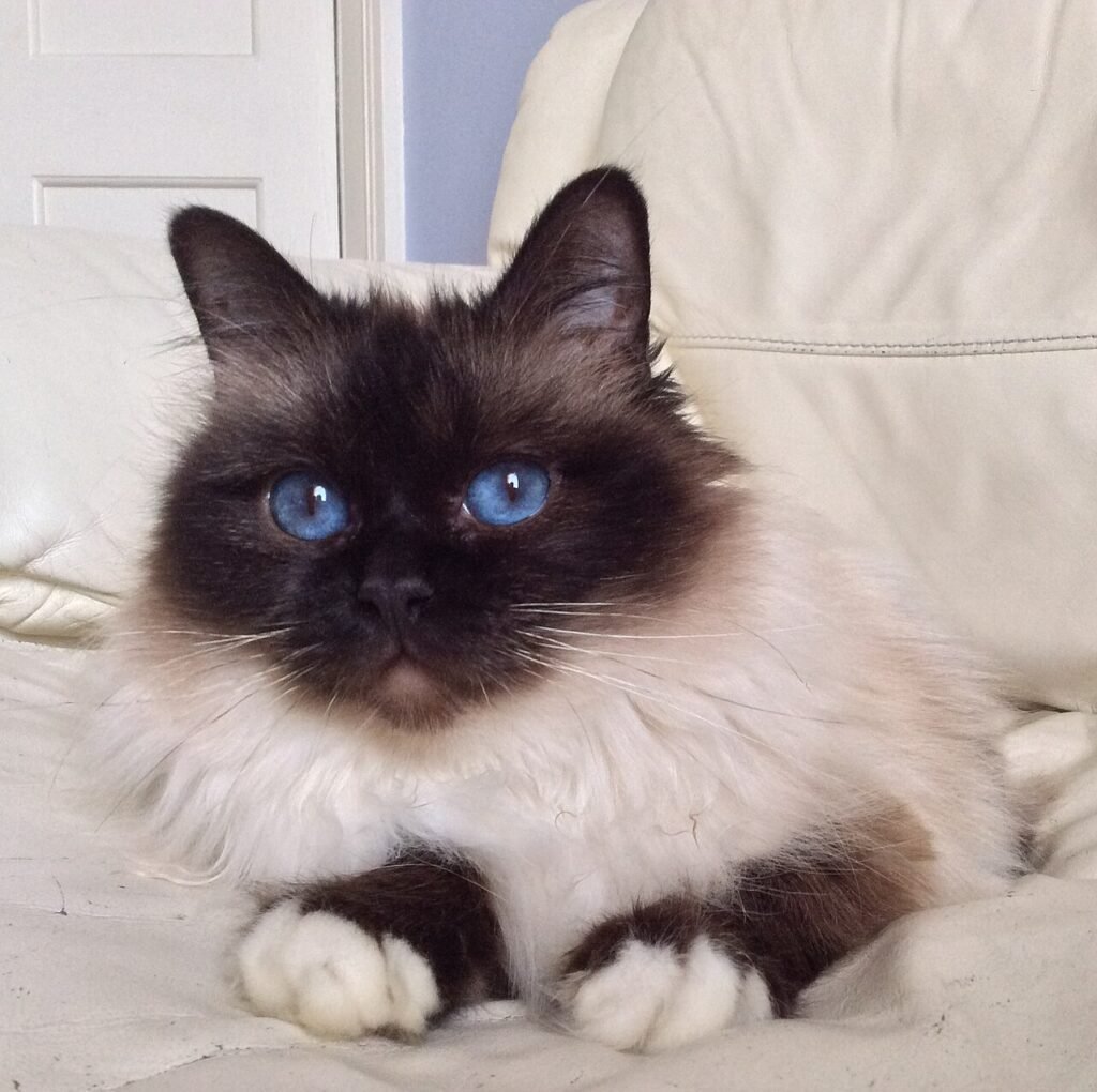 Un chat Sacré de Birmanie