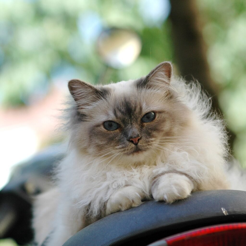 Un chat Sacré de Birmanie