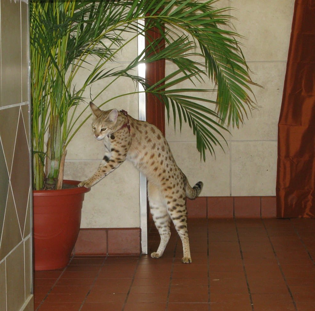 Un chat Savannah