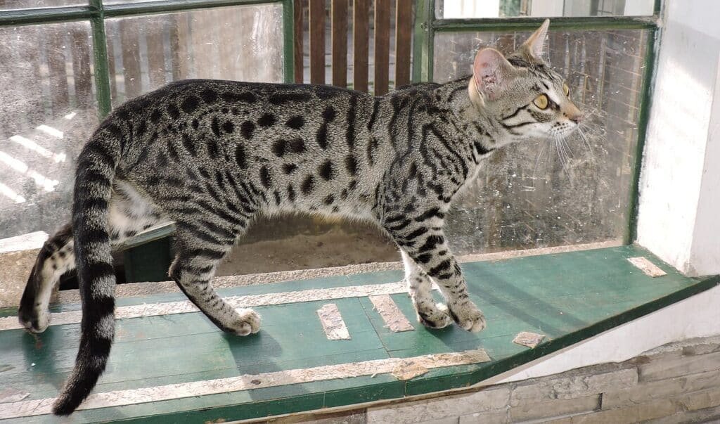 Un chat Savannah