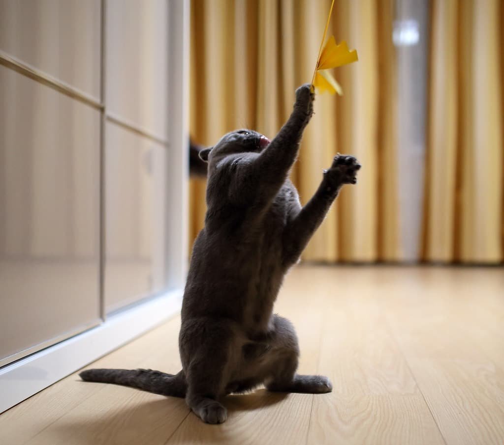 Scottish Fold en plein jeu