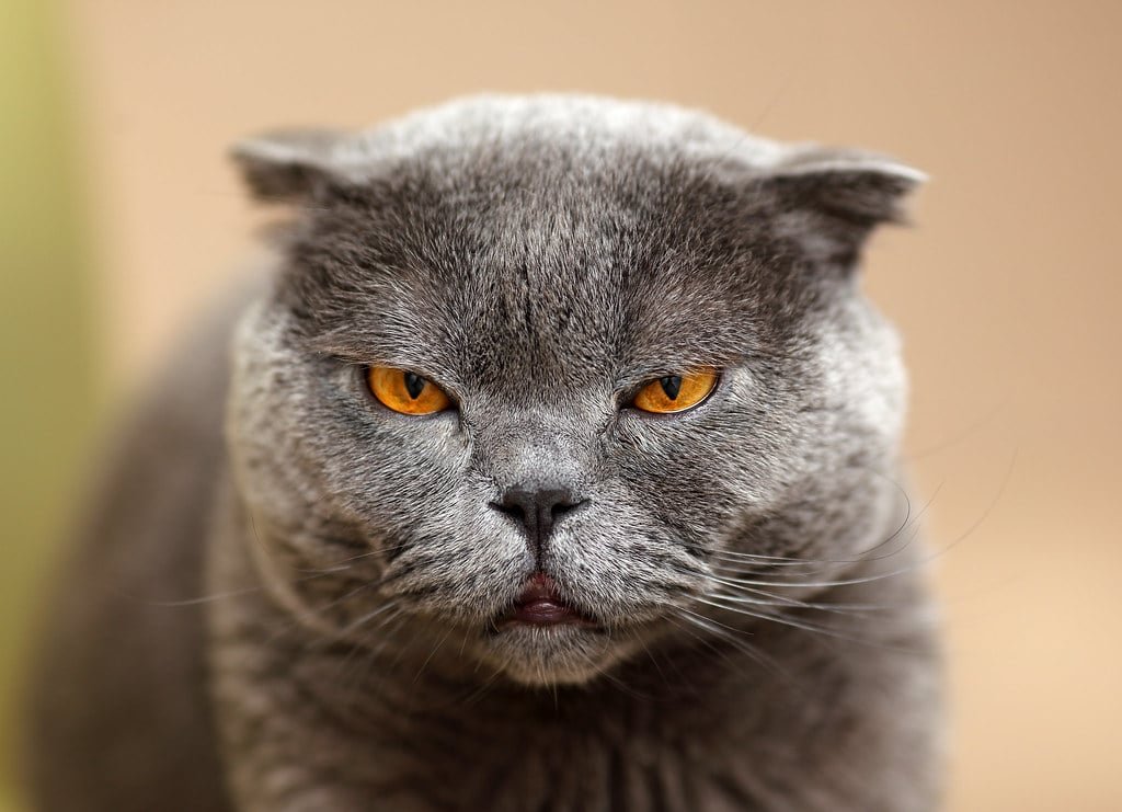 Un chat Scottish Fold