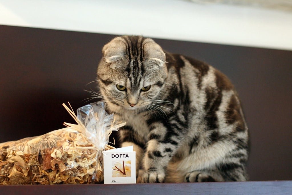 Un chat Scottish Fold