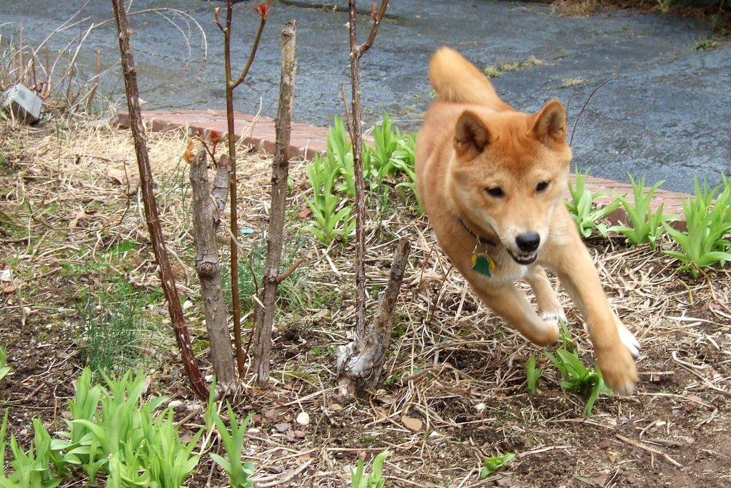 Un Shiba Inu