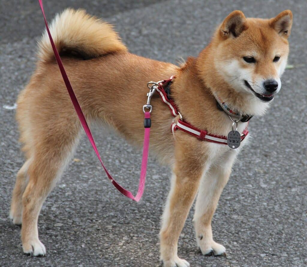 Shiba Inu en harnais et en laisse