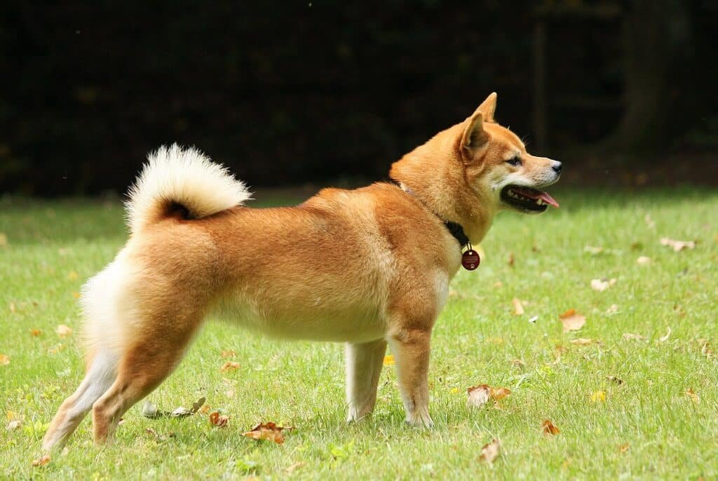 Shiba Inu roux de profil dans l'herbe, queue enroulée