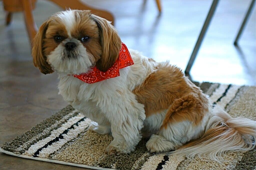 Shih Tzu blanc et roux avec un bandana