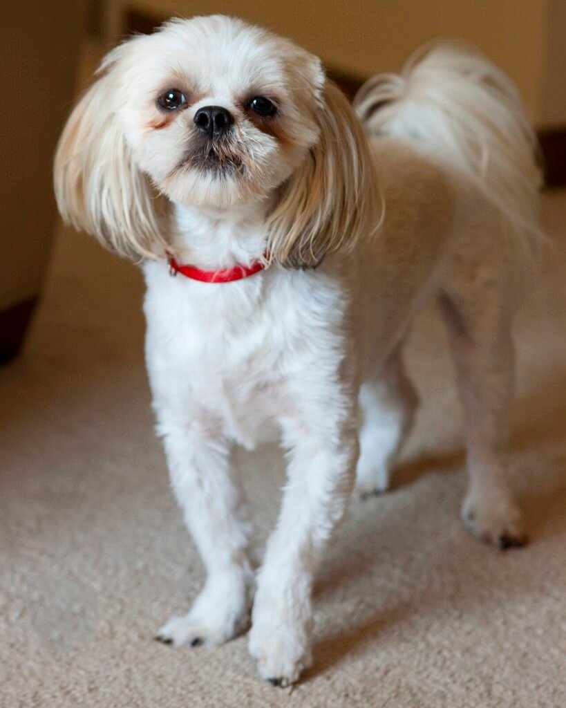 Shih Tzu à la coupe courte debout