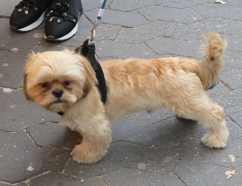 Shih Tzu en harnais vu de profil, face plate