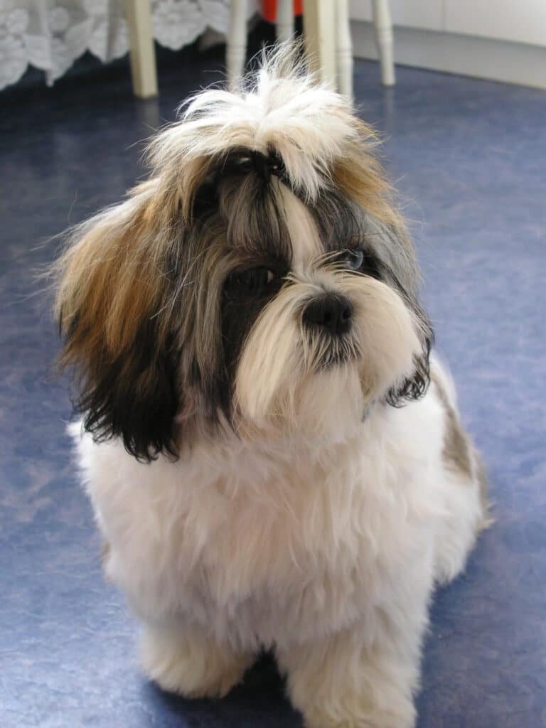 Shih Tzu tricolore assis