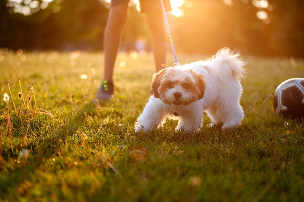 Shih Tzu en action