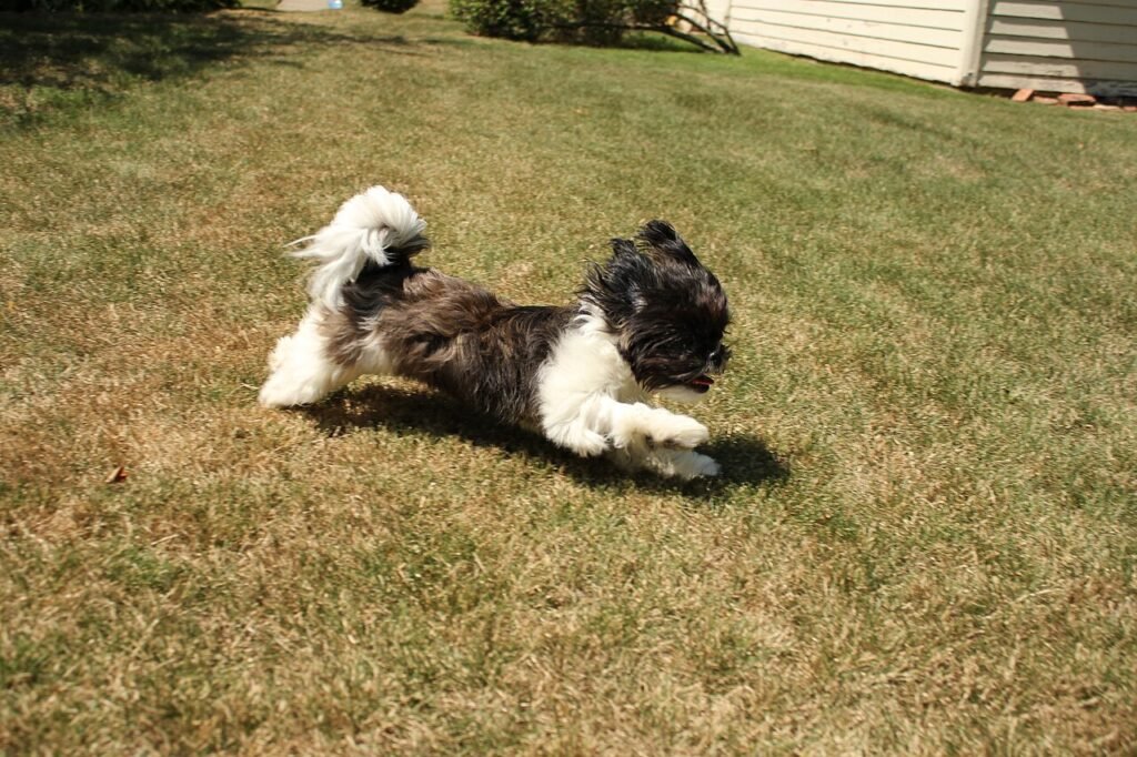 Un Shih Tzu