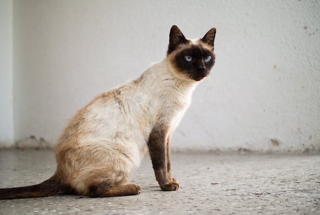 Un chat Siamois