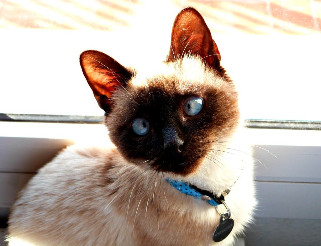 Un chat Siamois