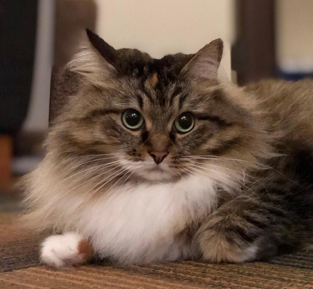 Un chat Sibérien