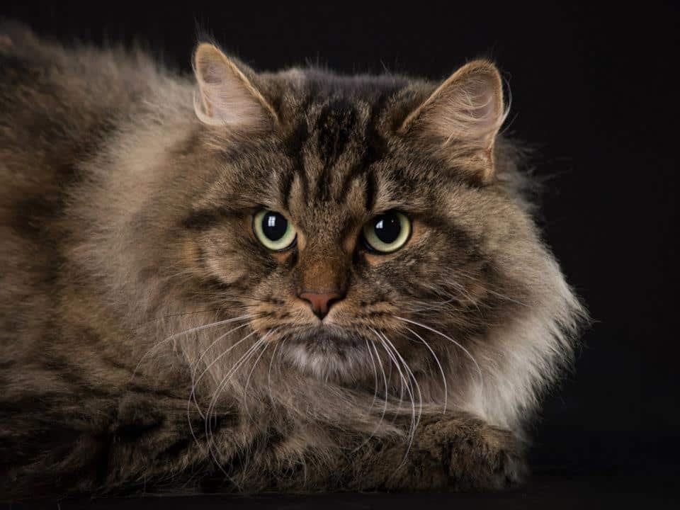 Un chat Sibérien