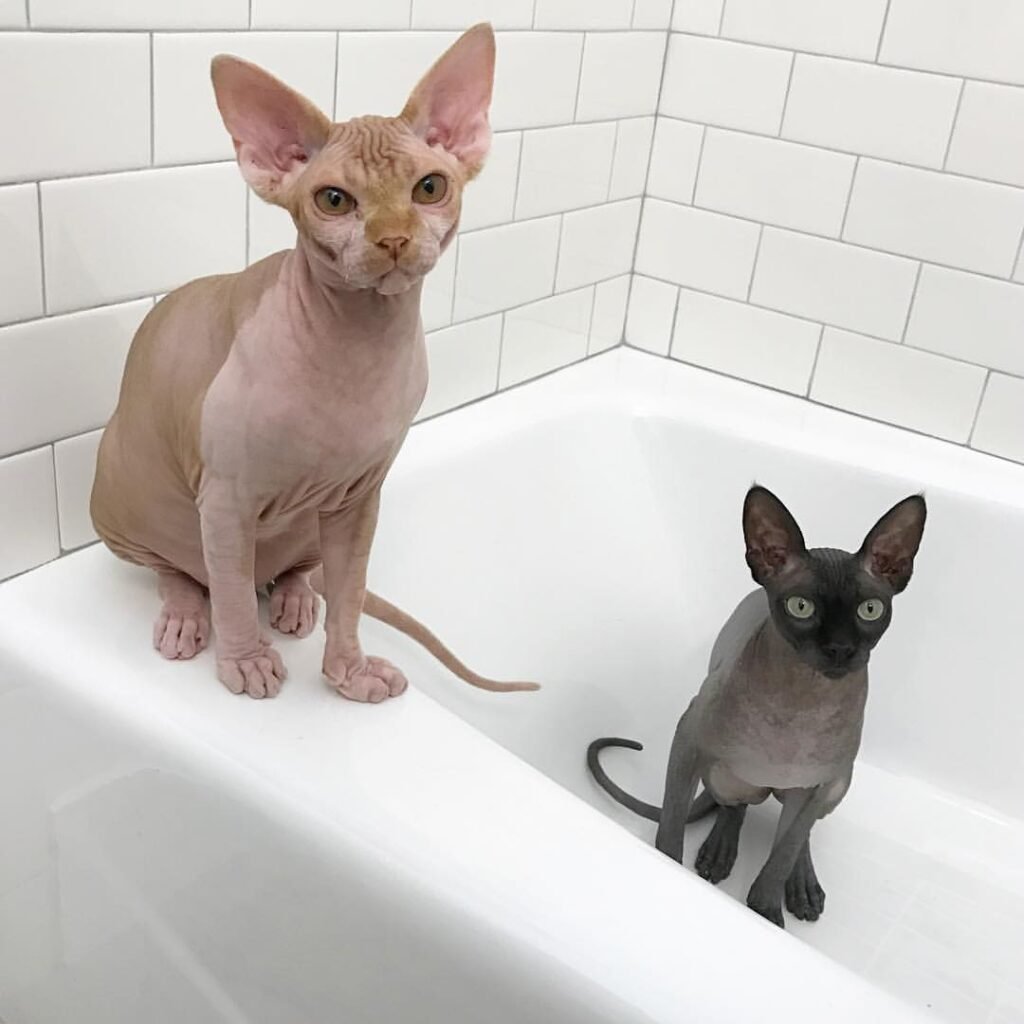 Un chat Sphynx