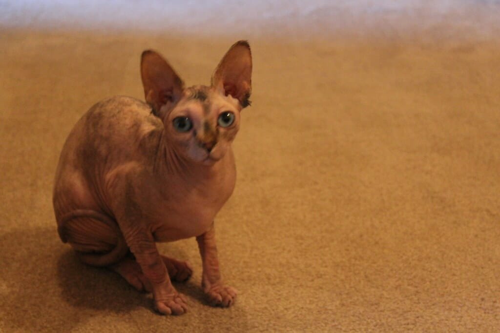 Un chat Sphynx