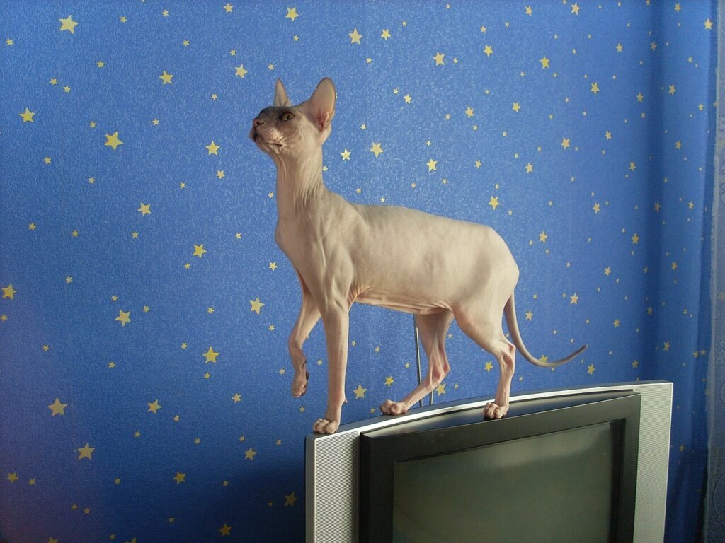 Un chat Sphynx