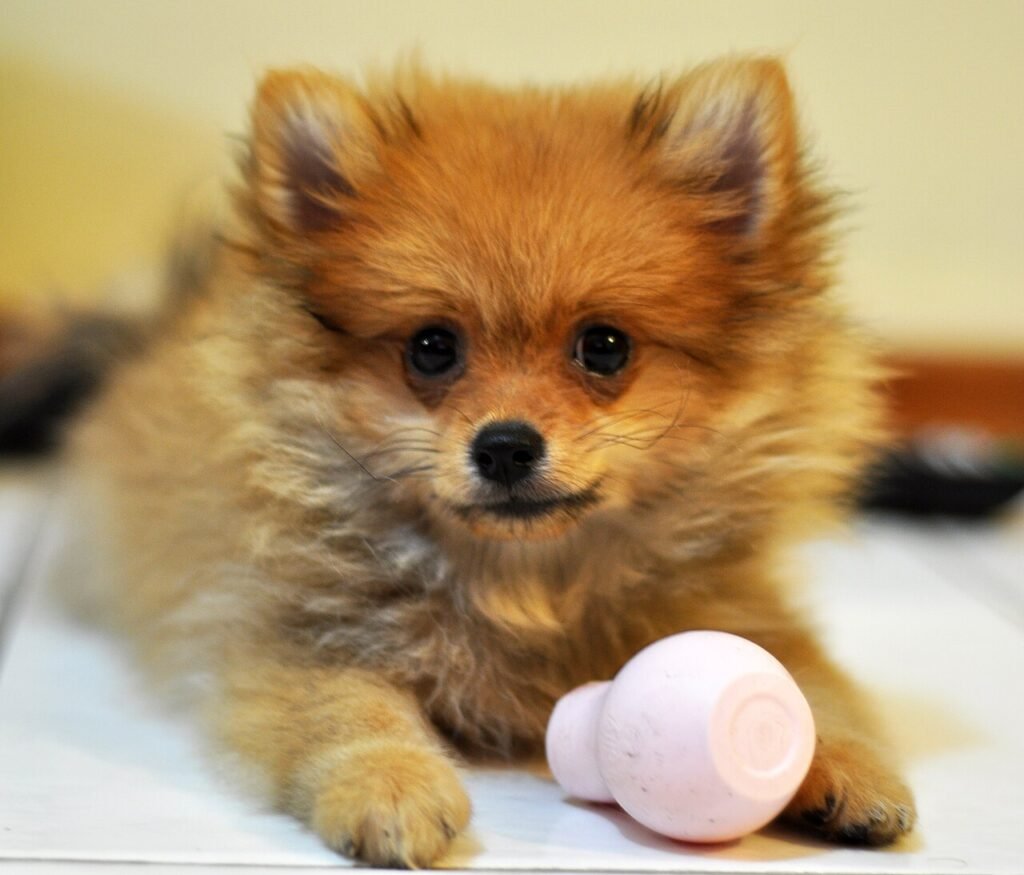 Chiot Spitz nain couché avec un jouet