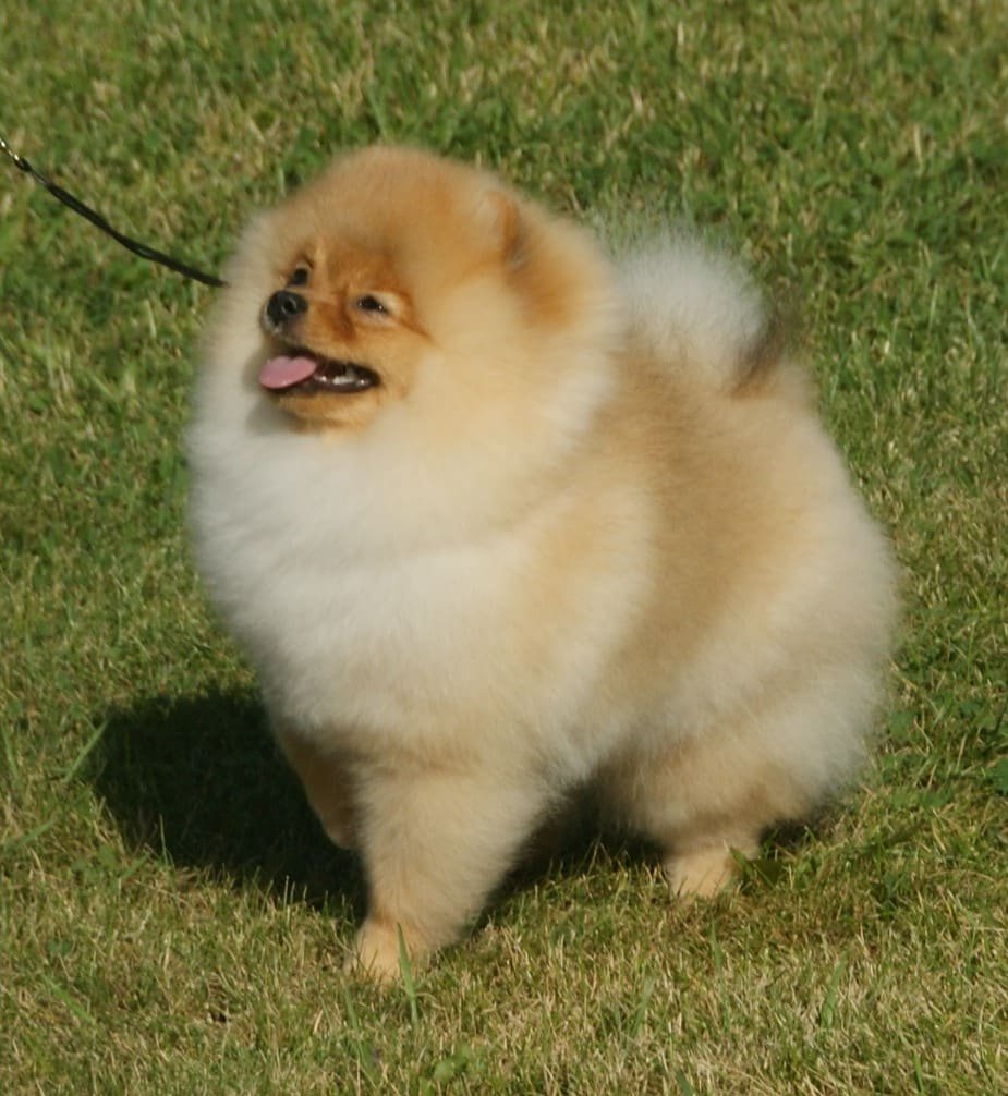 Spitz nain crĂšme dans l'herbe