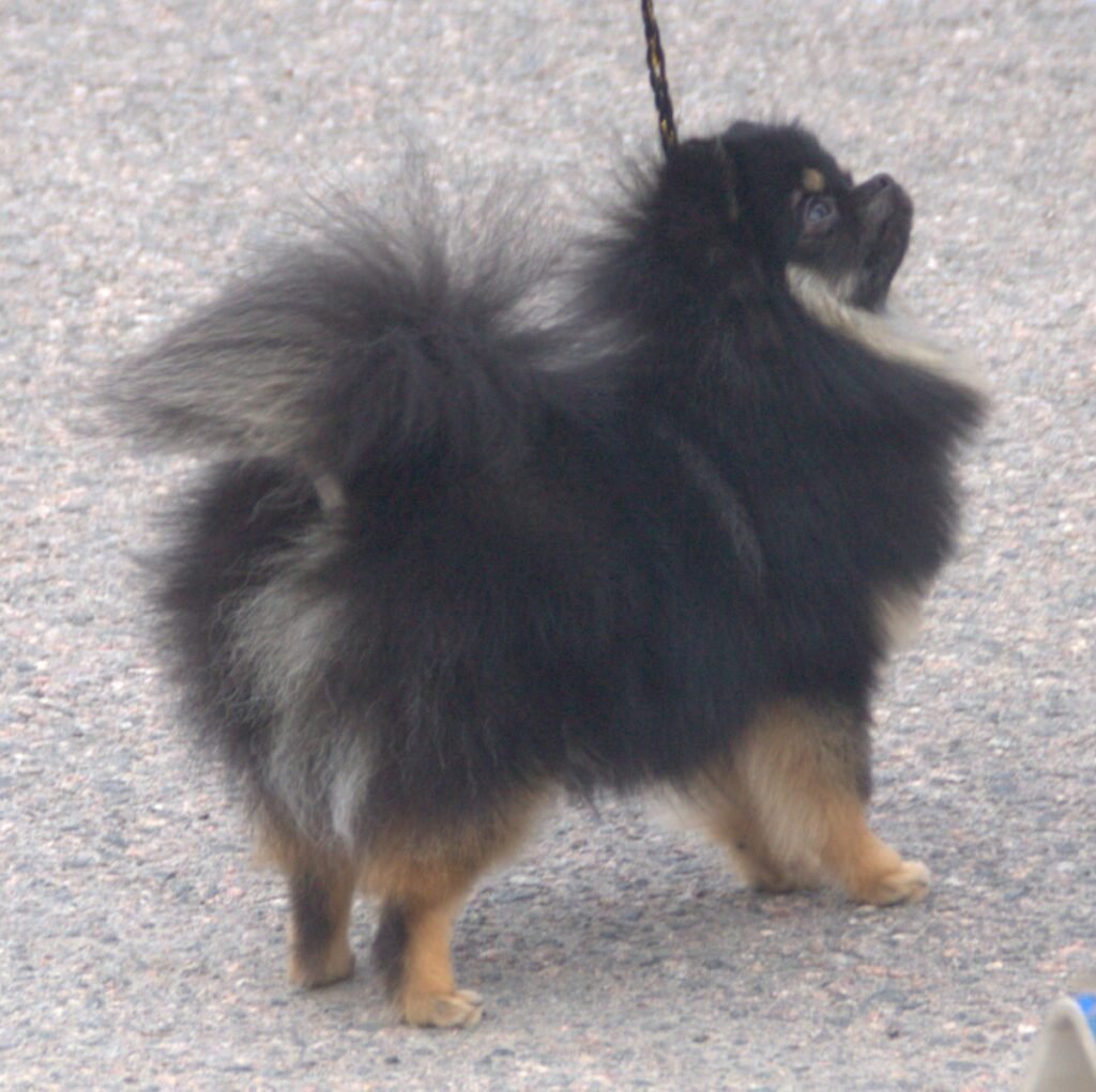 Spitz nain noir et feu