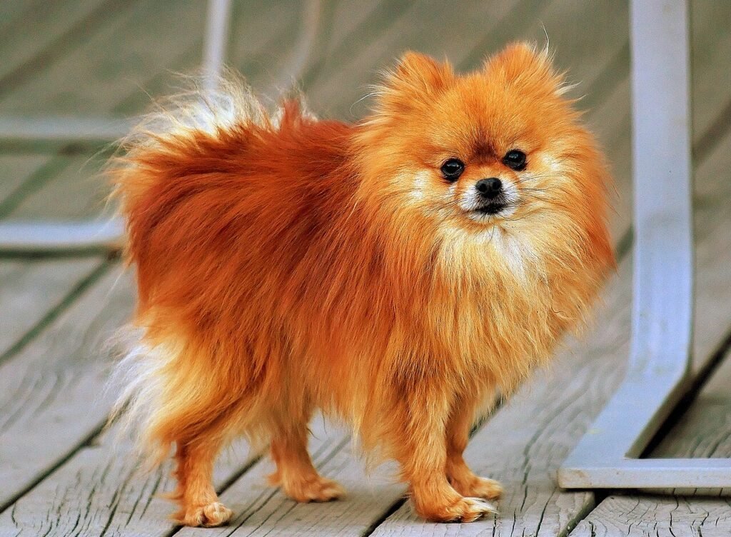 Spitz nain (Poméranien) orange sable debout sur une terrasse