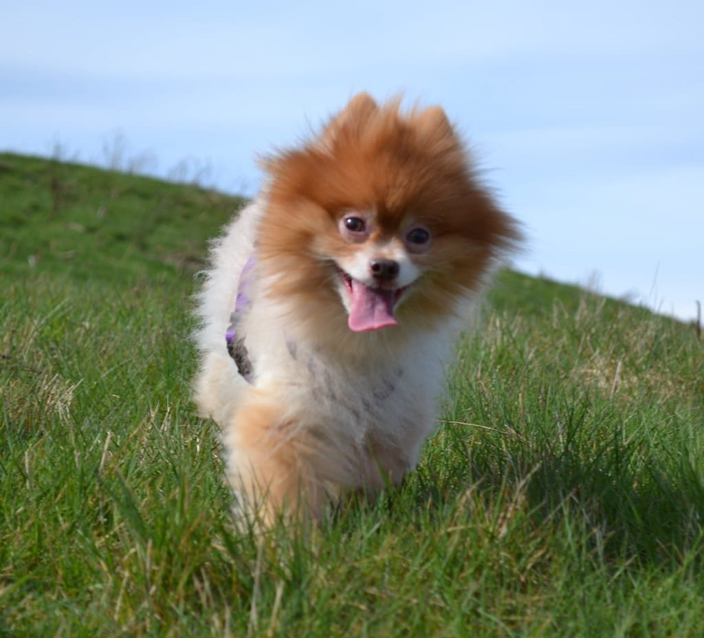 Spitz nain en action