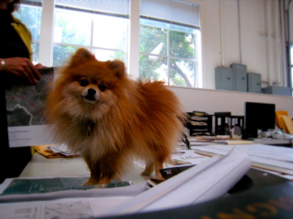 Un Spitz nain