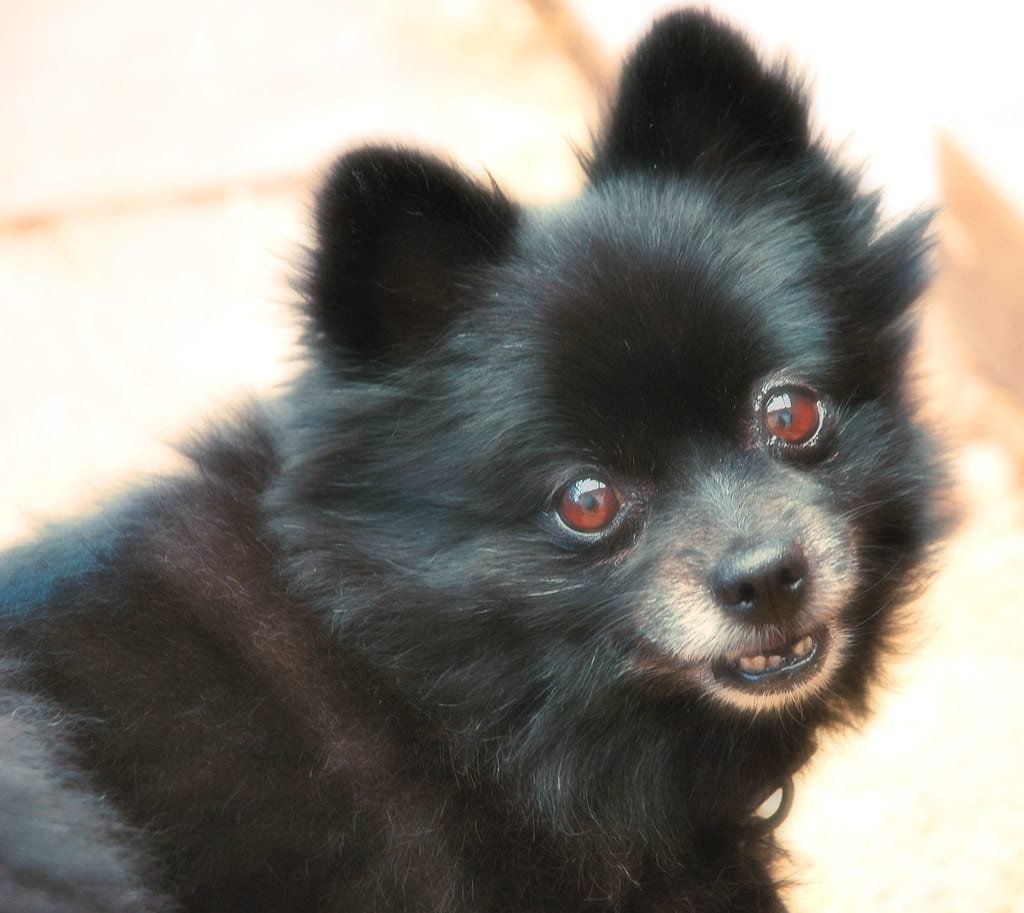 Un Spitz nain