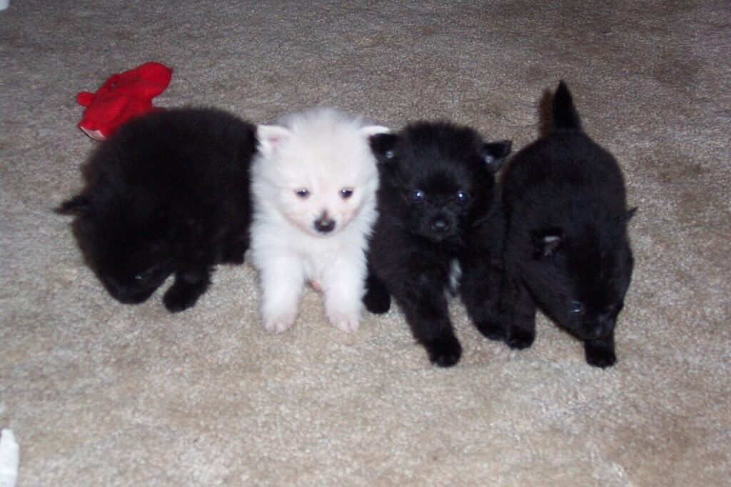 Portée de chiots Spitz nain noirs et blanc