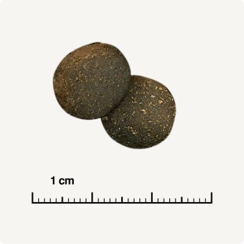 Taille reelle des croquettes Real Nature Wilderness Pure Chicken pour chien avec regle