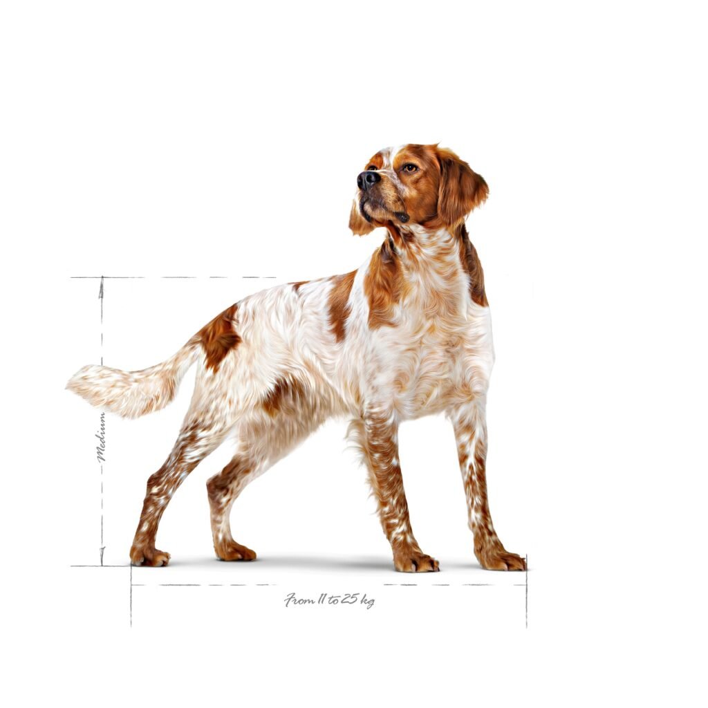 Épagneul breton, chien de taille moyenne visé par Royal Canin Medium Adult