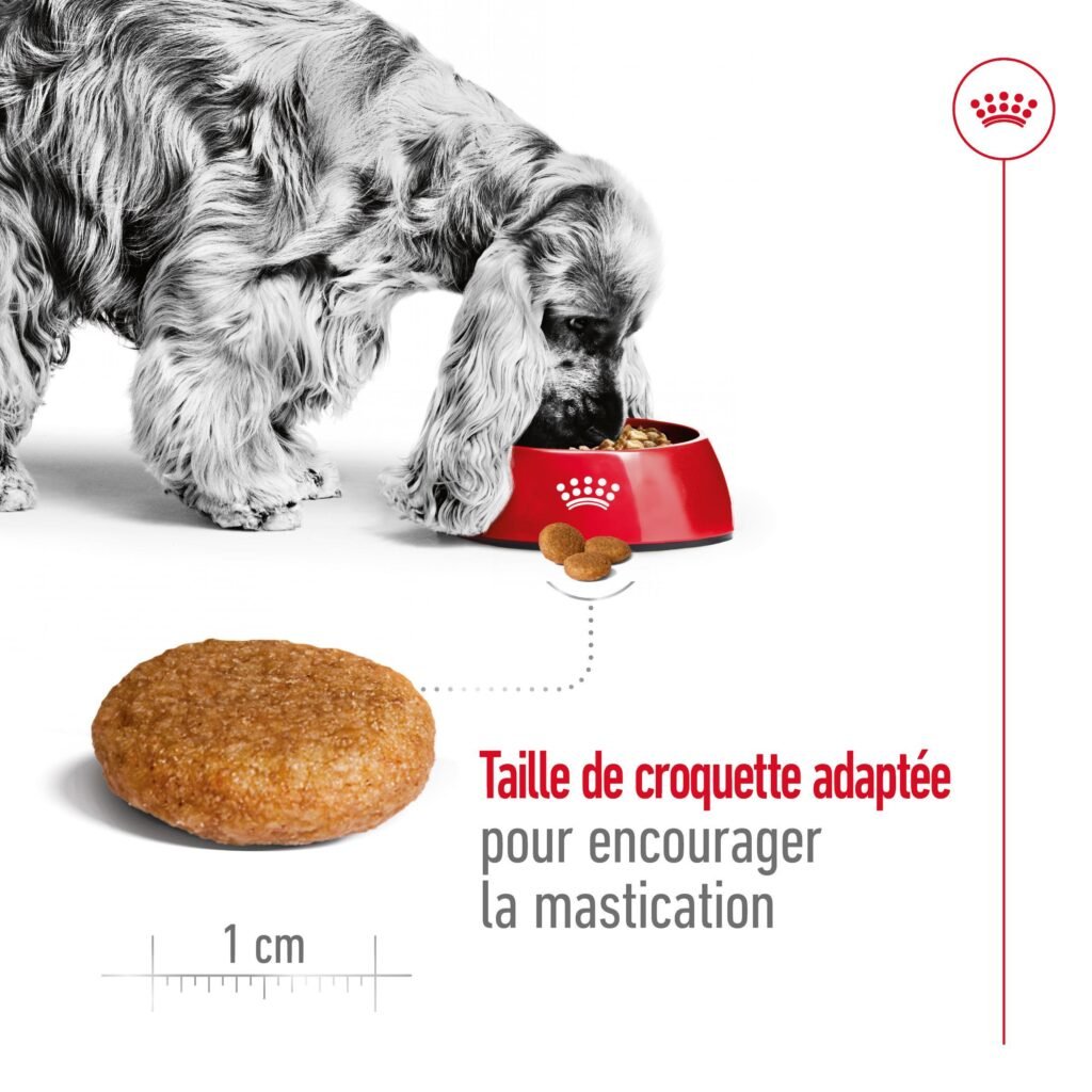 Royal Canin Medium Adult : croquette d'environ 1 cm conçue pour encourager la mastication