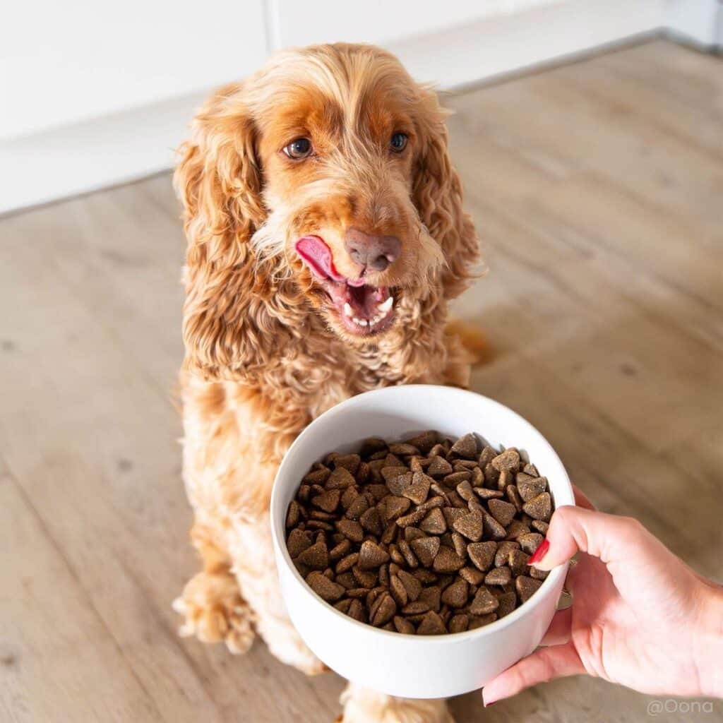 Cocker devant une gamelle de croquettes Ultra Premium Direct agneau et riz