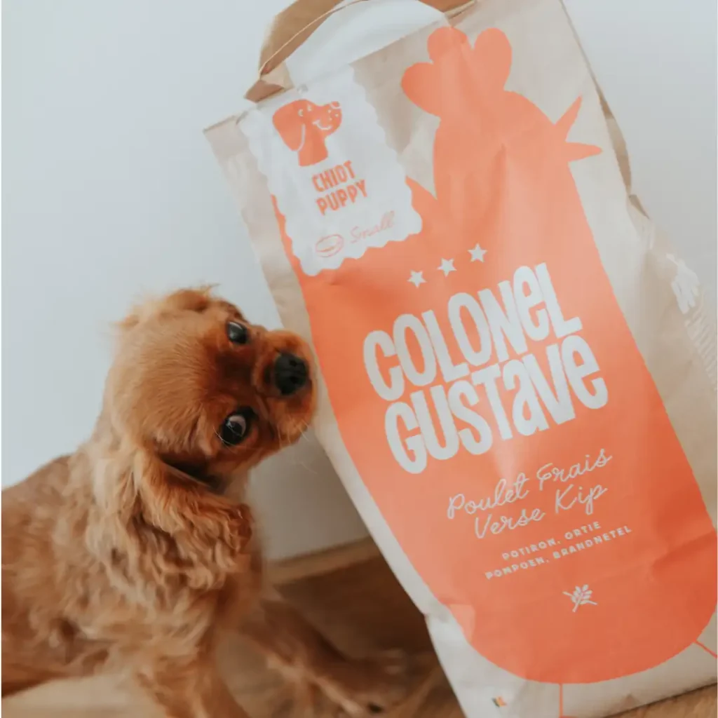 Chiot cavalier king charles qui renifle un sac de croquettes Colonel Gustave Chiot au poulet
