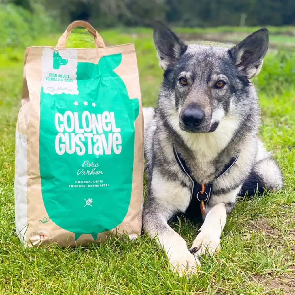 Chien couché dans l'herbe à côté d'un sac de croquettes Colonel Gustave au porc