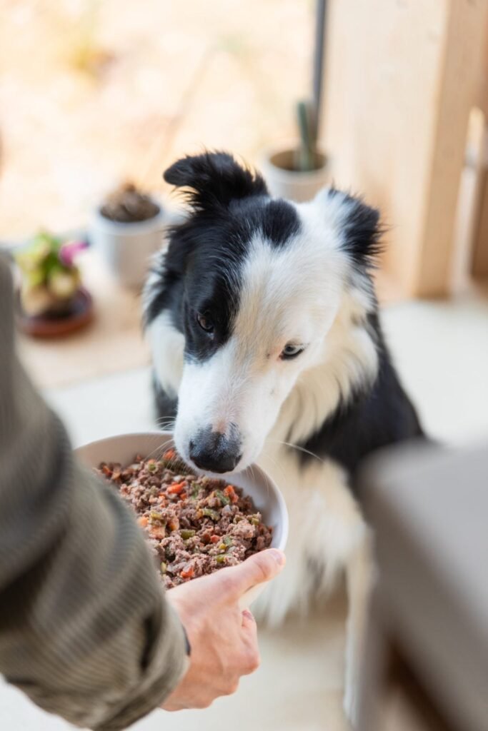 Border collie attendant sa gamelle de repas frais Dog Chef
