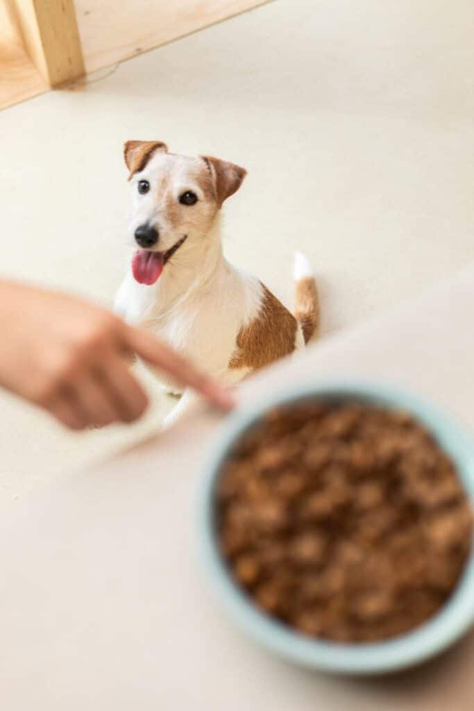Jack Russell impatient devant sa gamelle Dog Chef